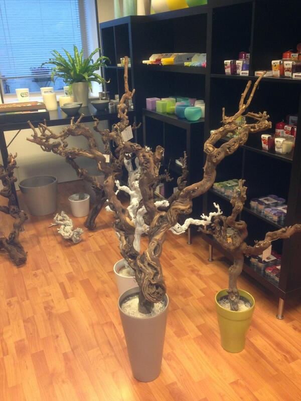 Nieuw in ons assortiment. Druivenhout. 
Takken in div. lengtes. Maar ook in pot!! info@novolino.nl