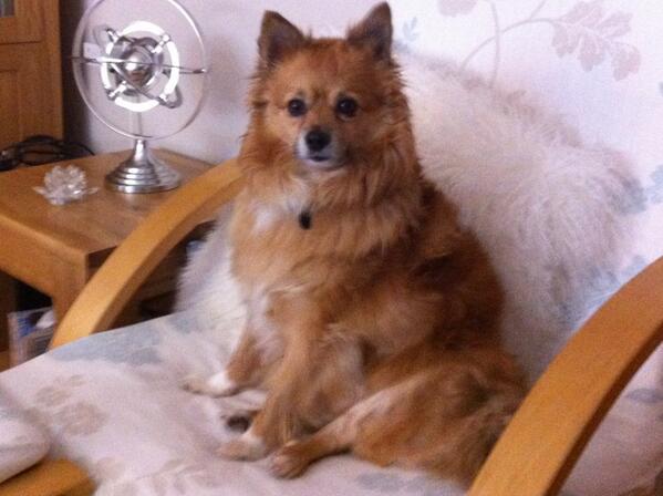 LakesTea's tweet photo. Enjoying a lovely bank holiday Monday with my gorgeous Poppy - walkies soon http://t.co/e22FShbTWC