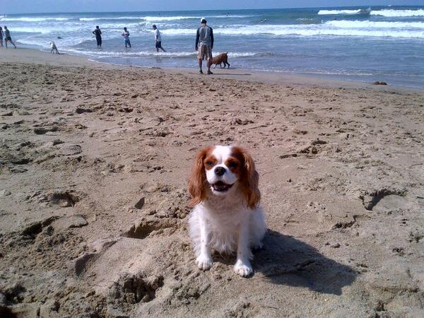 My mommy just took me to Dog Beach. It's the best place in the whole world! #CanYouSeeMySmile