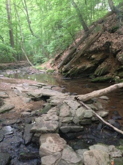 MariaFancyPants's tweet image. #enchantedforrest