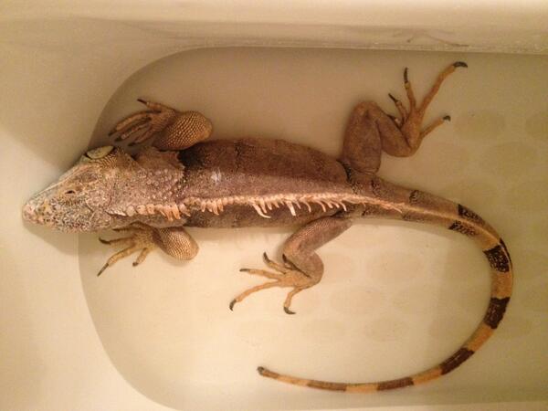 scisafari's tweet photo. Ozzy part 2. http://t.co/NP9jQor7VQ