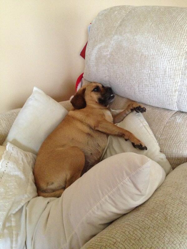 akluchki's tweet image. Woah... #lazydog #wearentsodifferent