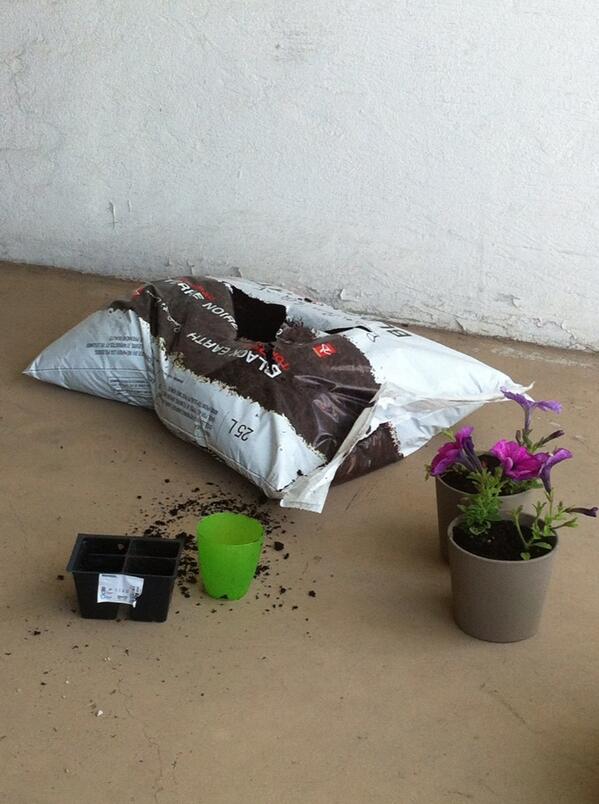 Gardening time! #annuals