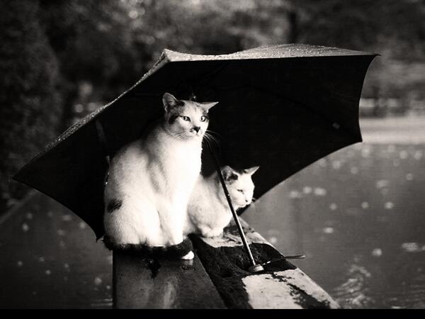 iFluGen's tweet photo. Demain c'est réparti pour une journée de pluie pauvres chatons（ーー；） http://t.co/VLhRJGNJHb