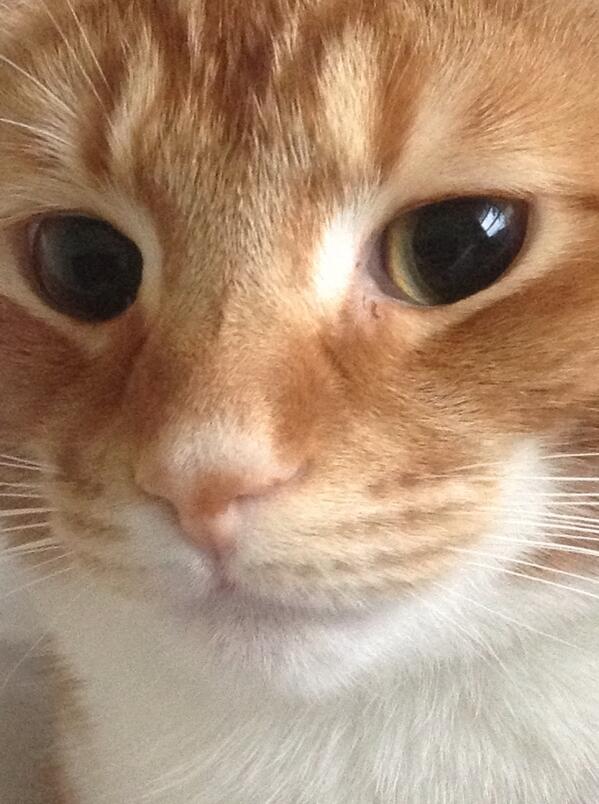 mslissi's tweet photo. Tuts http://t.co/Vqvh9E6Vrx