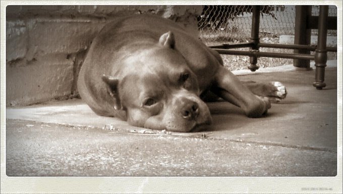 Jezebelle laying out w/ mommy! http://t.co/mZp8eScDrc<a href="/tag/hotgirlonbike"class="tags"><span>#hotgirlonbike</span></a>