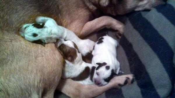 hammerit862's tweet photo. Need 3 new names... Dukes of Hazard themed... Dad is Bo mom is Daisy.... http://t.co/9lSc5wmko1