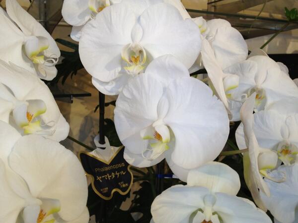 花の風季 ヤマトタケル 白の大輪の胡蝶蘭 名前って何でもありなんですね Http T Co 8jxlgrbz6p 花の風季 ヤマトタケル 白の大輪の胡蝶蘭 名前って何でもありなんですね Http T Co 8jxlgrbz6p