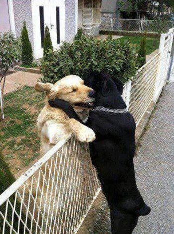 Good Morning <a href="/perrosguia/">Perros Guía</a> <a href="/hanspotters/">Hans Potters</a> <a href="/cerrodehijar/">Hotel Cerro de Hijar</a> <a href="/AlmuniaLa/">La Almunia del Valle</a> <a href="/DeTapitasMalaga/">De Tapitas Malaga</a> It's give a friend a hug day!