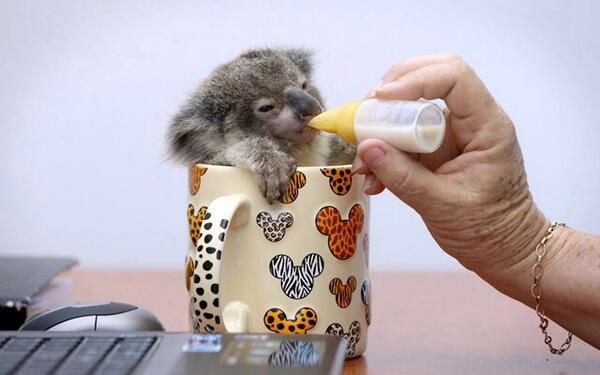 The best photo of a tiny bottle fed baby koala bear sat in a mug that you will see today. #soundthecutenessklaxon