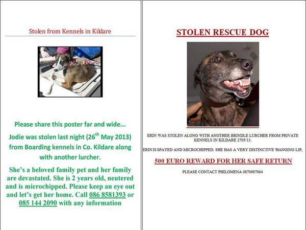 ADogsLifeIE's tweet image. These girls have been stolen from a boarding kennels in Kildare. Owners distraught. Please share