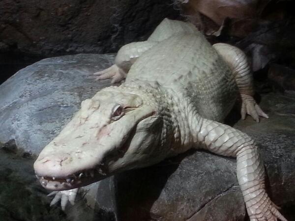 Albino Alligator in Atlanta.