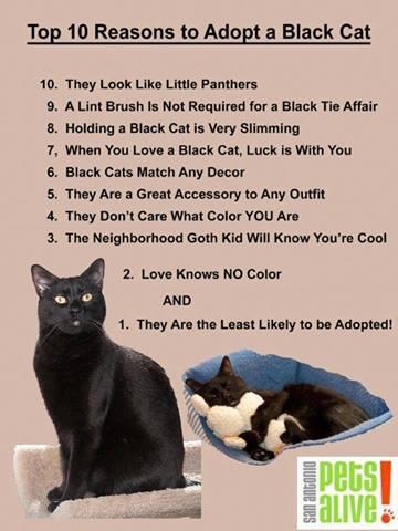 Cat Quotes And Pics on Twitter: "TOP 10 REASONS TO ADOPT A BLACK CAT