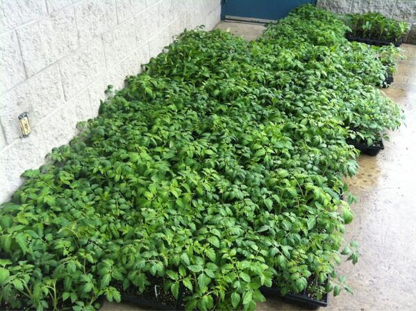 BNA_EqualGround's tweet photo. Over 1,000 vegetable plants just arrived at @CRSBrantford for the garden. Thanks again #Jeffrey'sGreenhousesInc http://t.co/Hj9uvJOf61