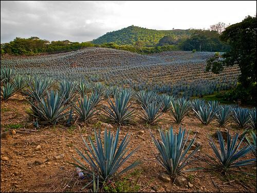 Location: Agave Plantations, Jalisco, Mexico.