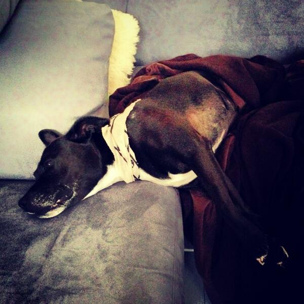 Madison_Square's tweet image. So VERY rude. I was dreaming about catses... RT @toomanytigers: Just asked @Madison_Square her feelings about a walk