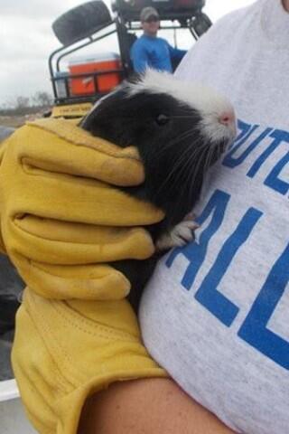 Guinea pig tornado survivor found 8 days later in the rubble at Bethel Acres.