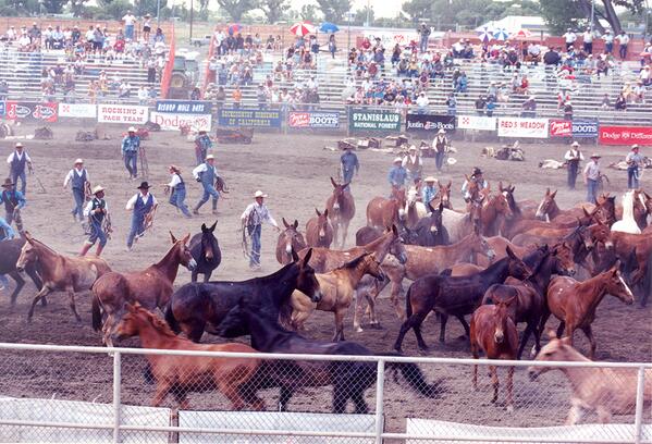 luckythreeranch's tweet photo. Hope everyone had a great time @ Bishop Mule Days! Until next year... And here's a fun vintage photo of the scramble: http://t.co/bxmt02thWl