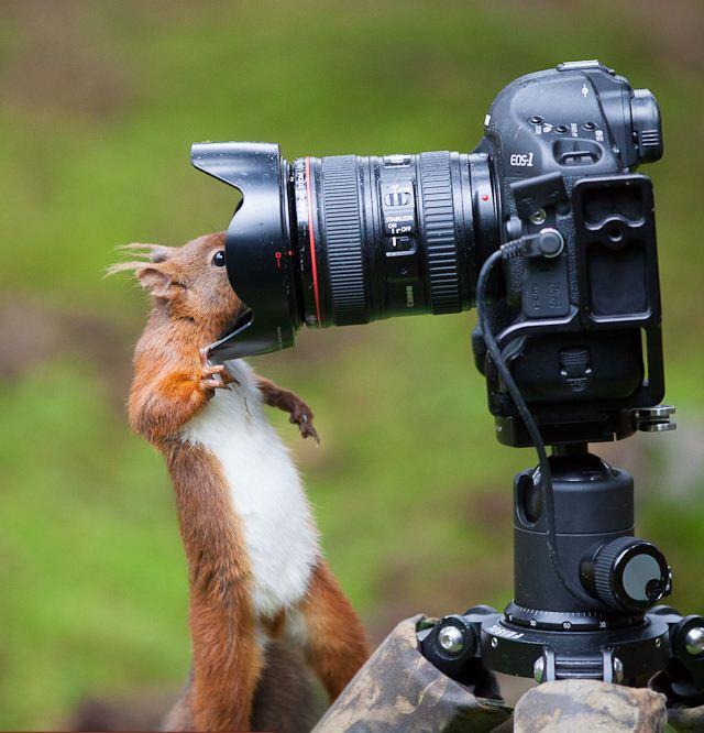 �������� ������� �������