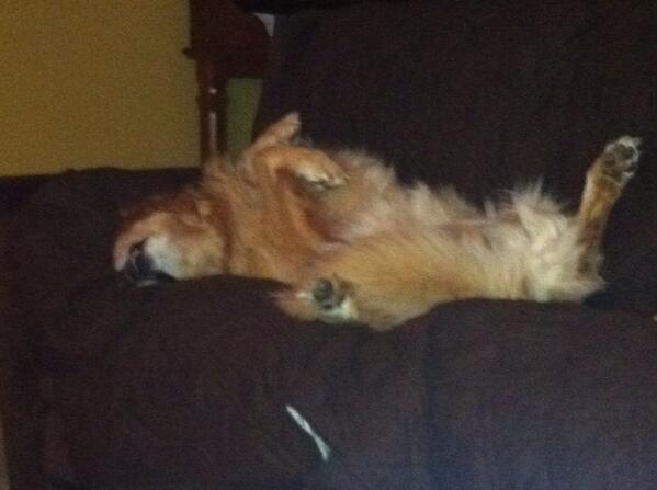 SammethMack's tweet photo. You know your dog is happy if they sleep like this. http://t.co/BaCYQMSQlZ