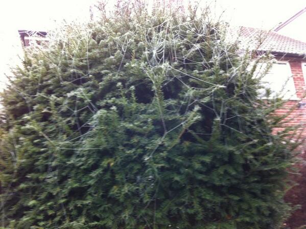 FizzymanUK's tweet photo. Saw this in my garden, really like the way the webs stand out http://t.co/hm7UgwwnMl