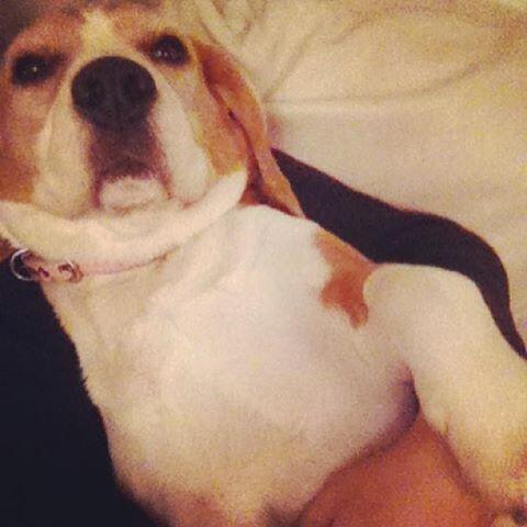_SummerOfficial's tweet photo. Lucy!🐶❤ http://t.co/vJyPDZqtlD
