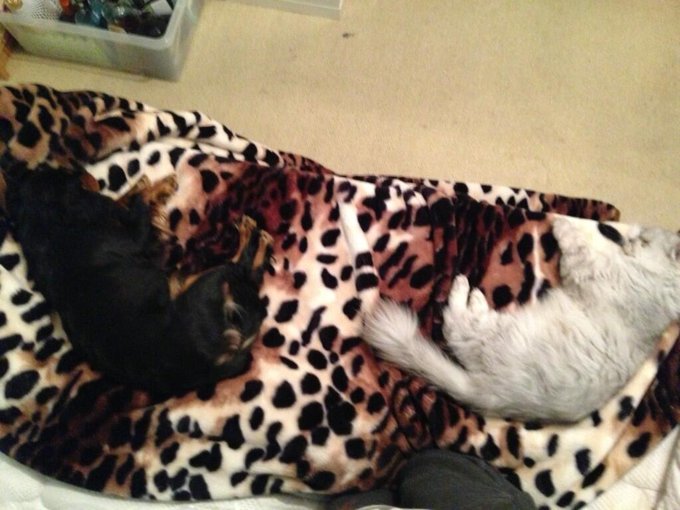 So trying to get into bed last night n this is what I'm faced with! #WeeCuties #LoveThem 🐶🐱💕 http://t