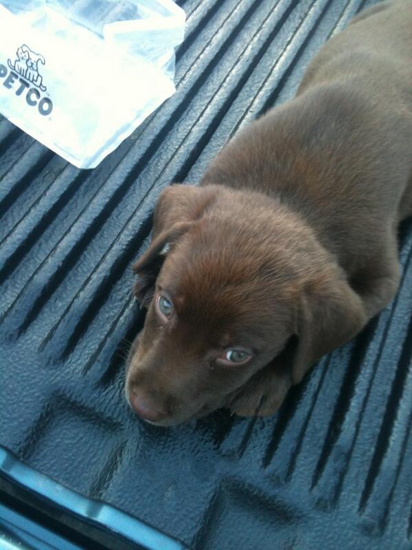 daveydebs's tweet photo. Hey y'all meet chief http://t.co/oyM1LfXVLo