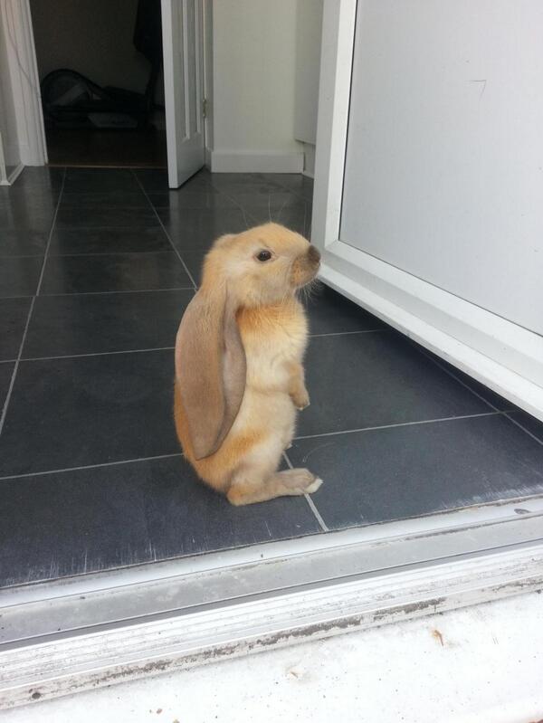 awwclub's tweet photo. 3 month old big ears rabbit. http://t.co/rMFSQMGhtx