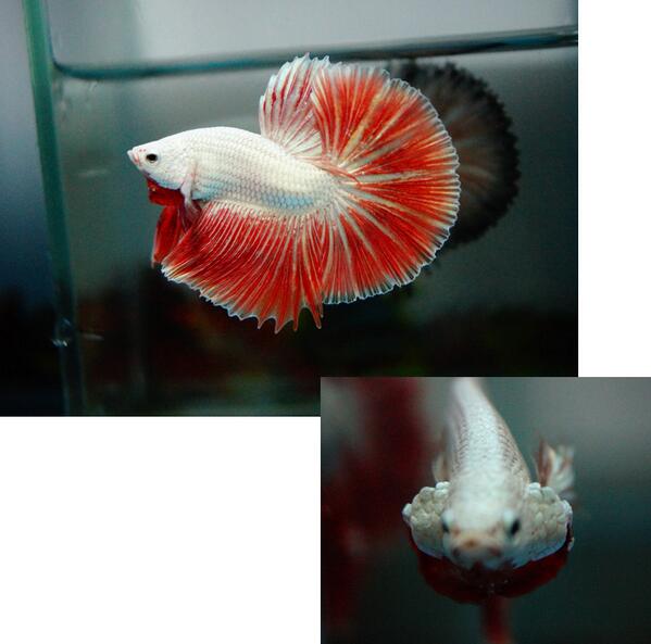 _BettaFish's tweet photo. PLATINUM ORANGE DRAGON*** http://t.co/BoW2NJVyzd