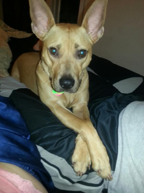xxkillerqueen's tweet photo. @MikeFOX29 Maggie-Mae #Lookatmefox29 http://t.co/ngjs22cQca