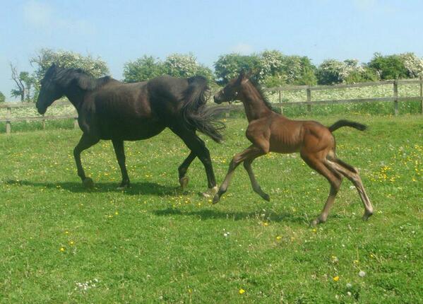 jesmond_stud's tweet photo. spirit our only colt enjoying the field life:) http://t.co/jHAJcuYOdn