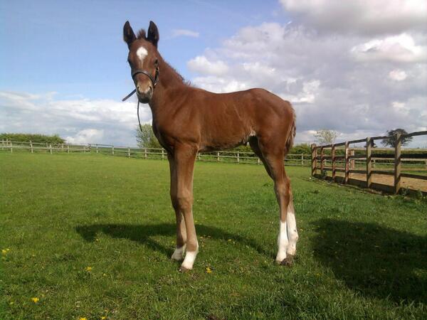 jesmond_stud's tweet photo. one of our foals from last year - kitty http://t.co/48hMInRldj
