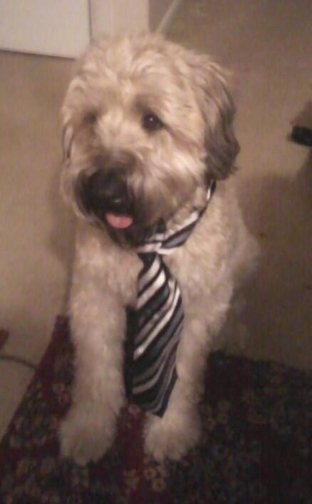 ElizabethV_OC's tweet photo. Ready for work #success http://t.co/uyQ6Vli5tH