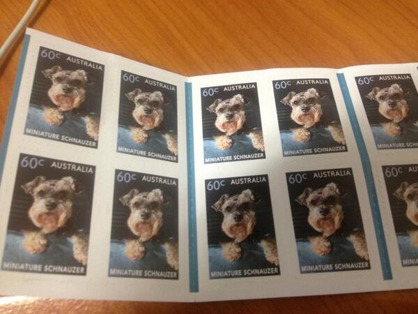 jackfsheedy's tweet photo. Yeah!! Mini schnauzers being posted everywhere in Australia! Wrolf! http://t.co/3Bd6UZVaUb
