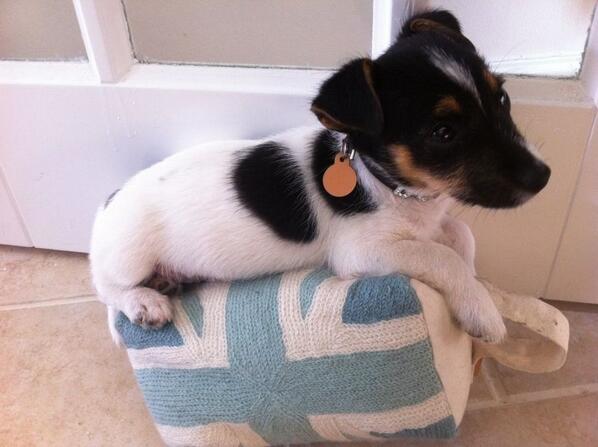 IT'S MY DOGS 1st BIRTHDAY TOMOZ