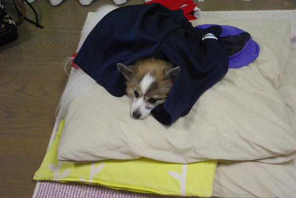 Dogs_Everyday's tweet photo. おぬし、なぜそこに？

#一日一犬 

https://t.co/ycpZLsakqK
