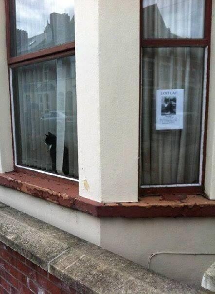 Cats; we love taking the piss: