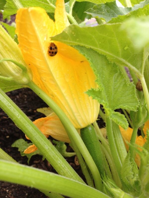 EricCutillo's tweet photo. @KymaRestaurant garden this morning. Zucchini, flowers, and lady bugs. http://t.co/jkx05QviRI