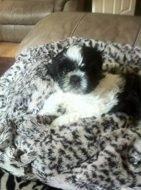 HannahLovatt1's tweet image. #puppy #7week #inlovewithher #Lola