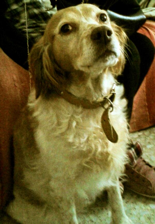 sheilatorrera's tweet photo. Mirar que perrita tan guapa jaja a que si @gascon_lopez http://t.co/EAkf7x3UnE