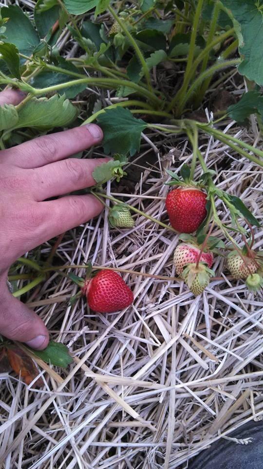 TroyMillsFarm's tweet photo. I hope you are ready to have your taste buds tantalized and revitalized by the sweet flavor of #TMSF strawberries http://t.co/QsM05nQ6SU