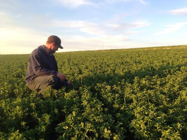 Lindy15a's tweet photo. Love this time of year, alfalfa coming right along, soon seeding will b a wrap, and on to #foragechoppin http://t.co/8xRjKrGQ87