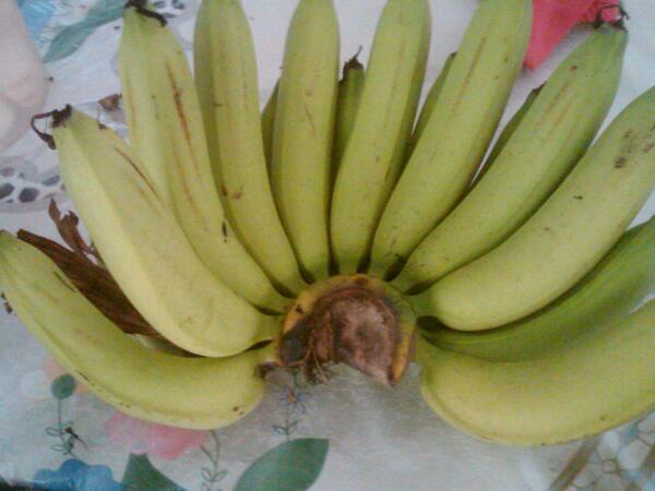 Gambar Pisang Ambon Lumut Gambar Pisang Ambon Lumut
