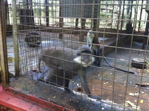 Profosa's tweet image. Monkeys