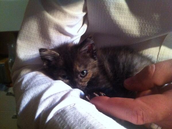 ThisIsChris83's tweet photo. Isn't he cute?!? #cute #baby #cat #sweet #cuddle http://t.co/0HiGNRmeEh