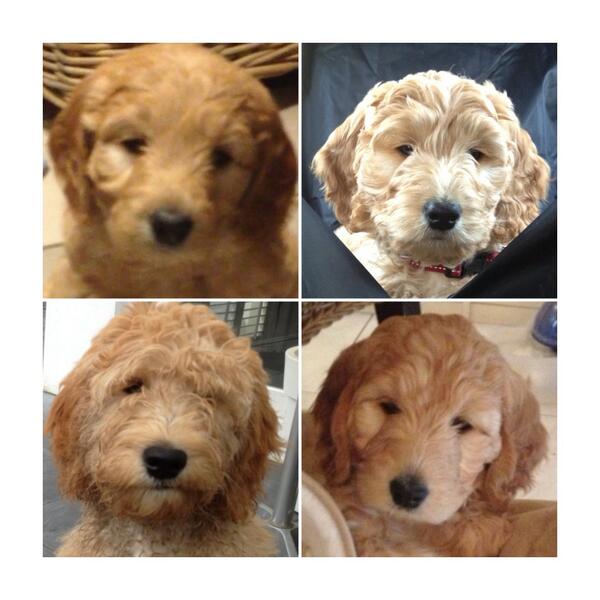 Dit is Bella van 8 weken tot 5 maanden nu inmiddels bijna 6 maanden