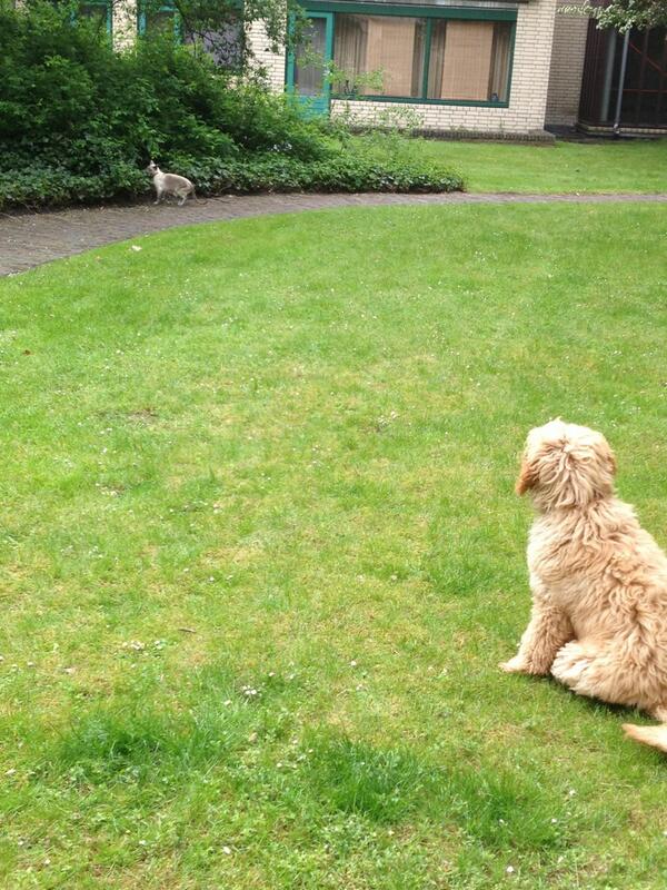 Dit zijn trouwens Benji en Bella gisteravond in de tuin