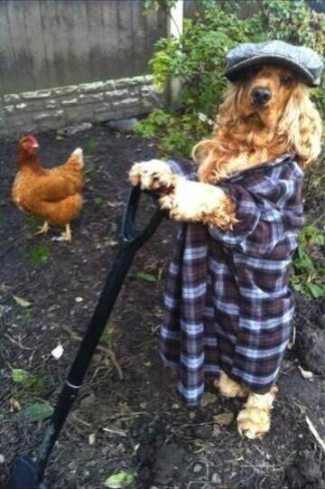DazHalfpenny's tweet photo. @HugoV_P I'm not a butcher's dog, i'm a farmer's!!!! http://t.co/9IabgB0m1C