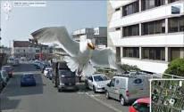 googlemapsfails's tweet photo. Bird http://t.co/AiIEIZeyZq